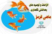 الزامات و توصیه های بهداشتی  خرید و نگهداری ماهی قرمز